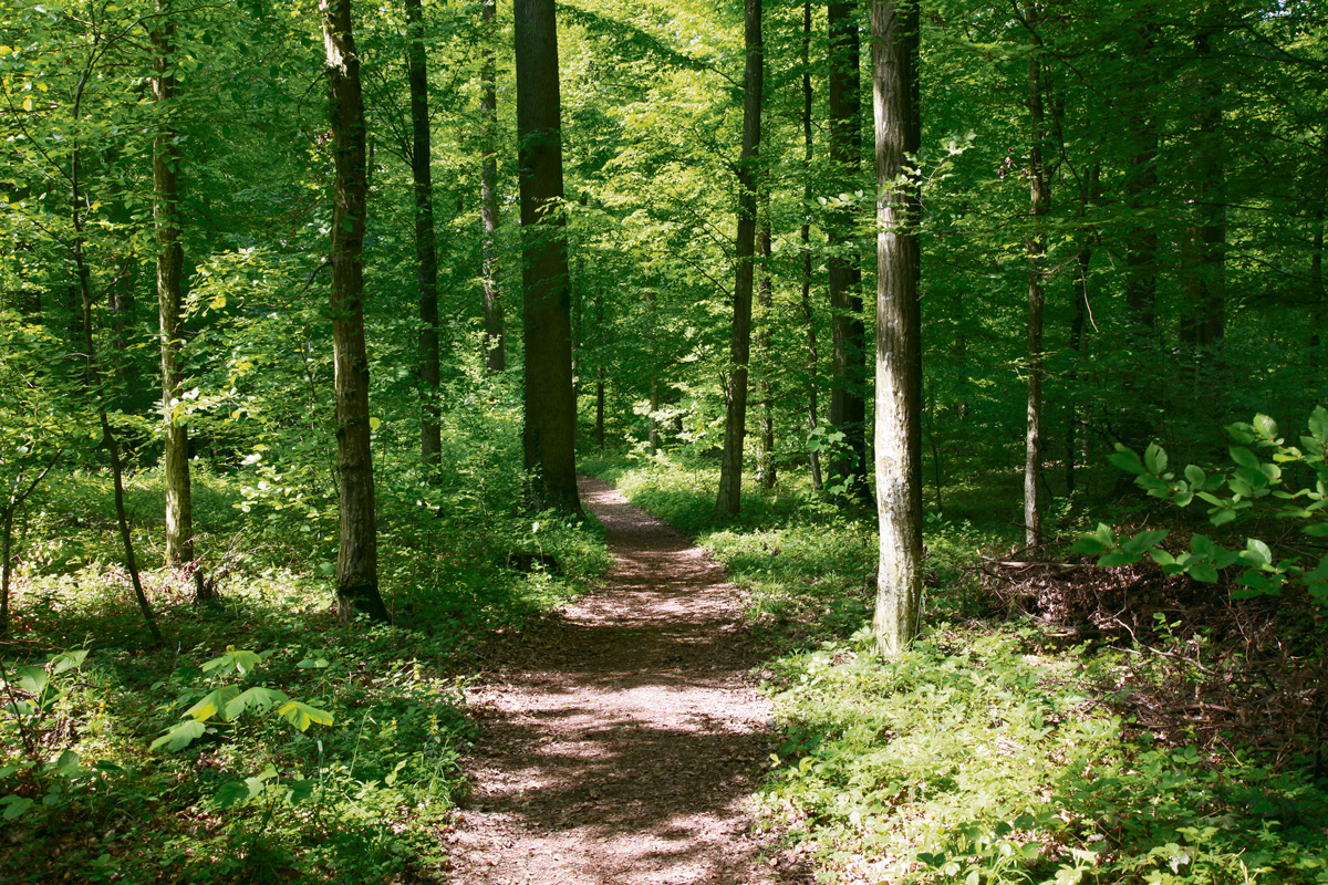 The Scientific Benefits Of Spending Time In Nature - Well Mamma